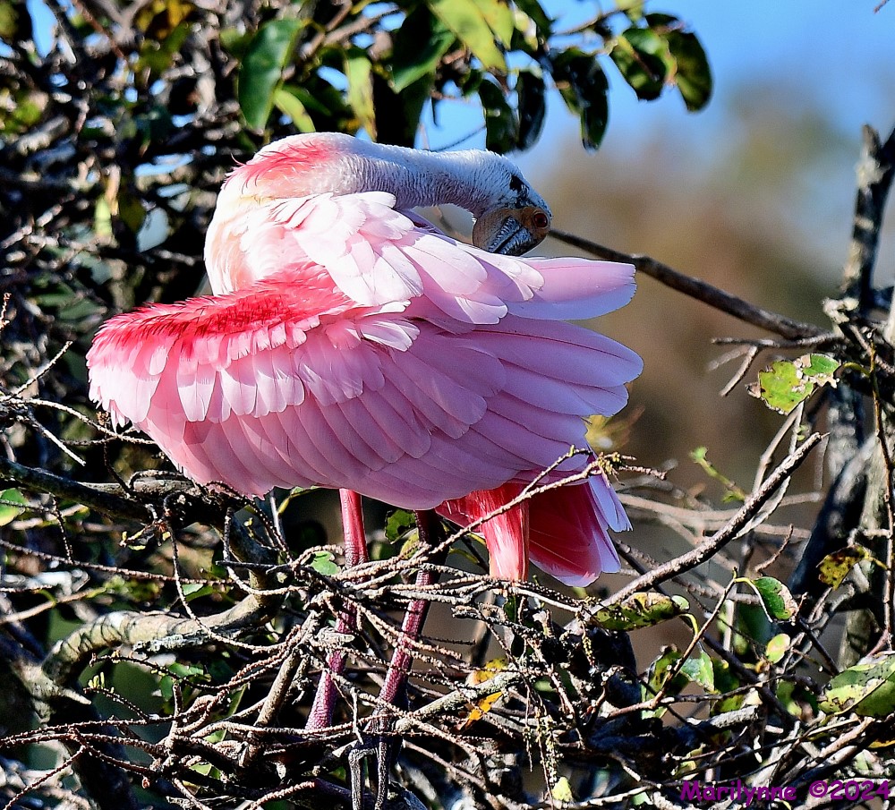 DSC_7986_001.JPG