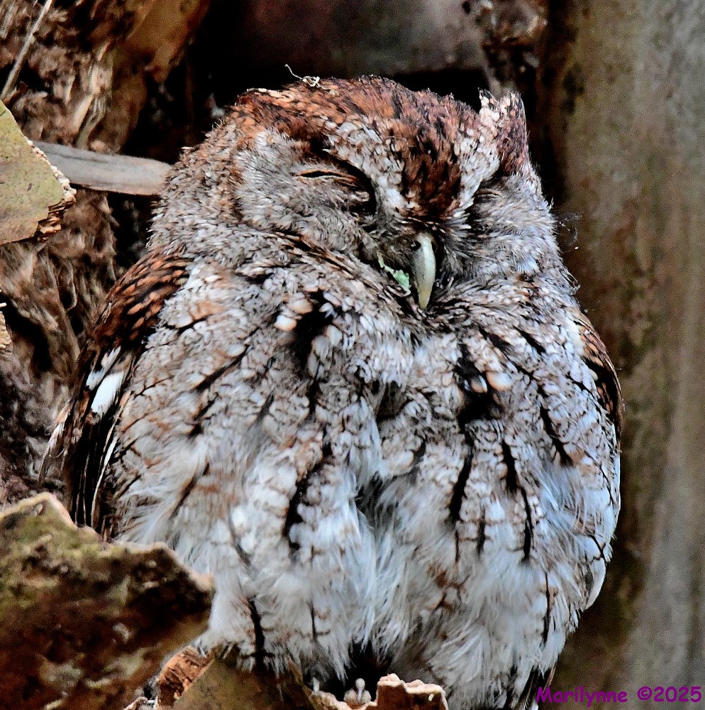 DSC_7986_001.JPG