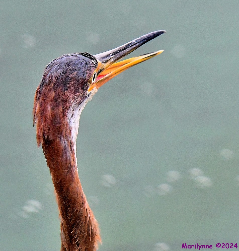 DSC_7987_001.JPG