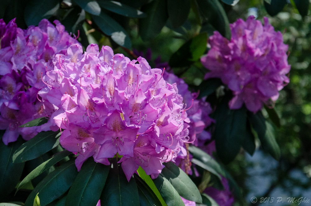 DSC_7989.jpg