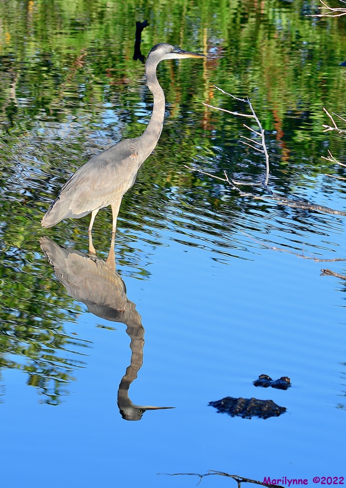 DSC_7989_001.JPG