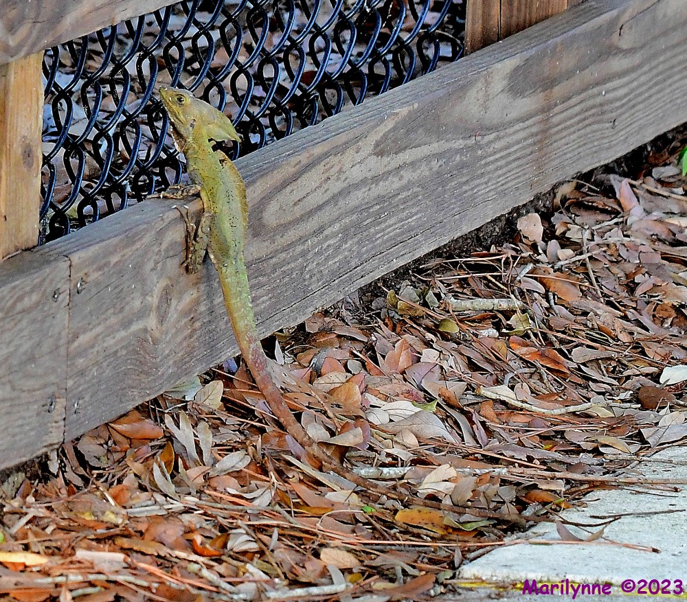 DSC_7989_001.JPG