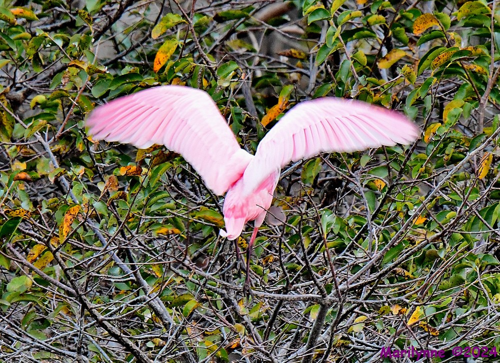 DSC_7989_001.JPG