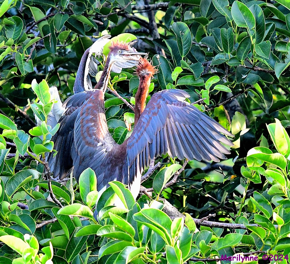 DSC_7989_001.JPG