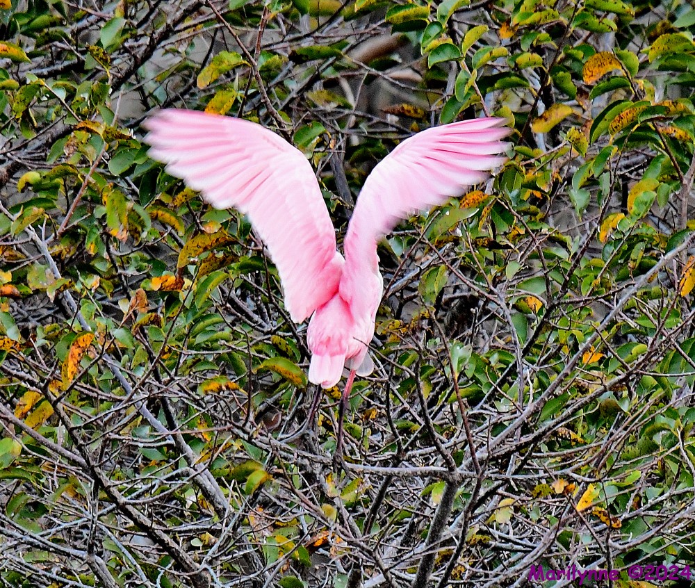 DSC_7990_001.JPG
