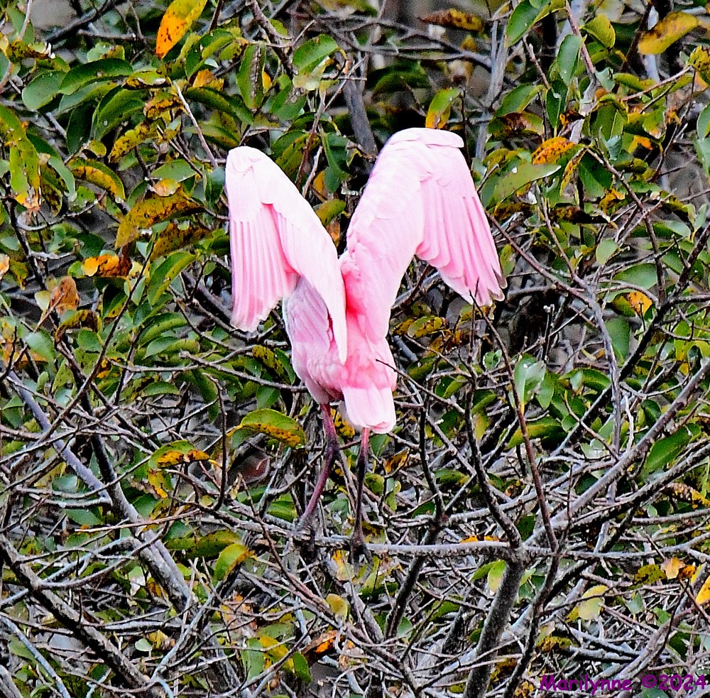 DSC_7992_001.JPG