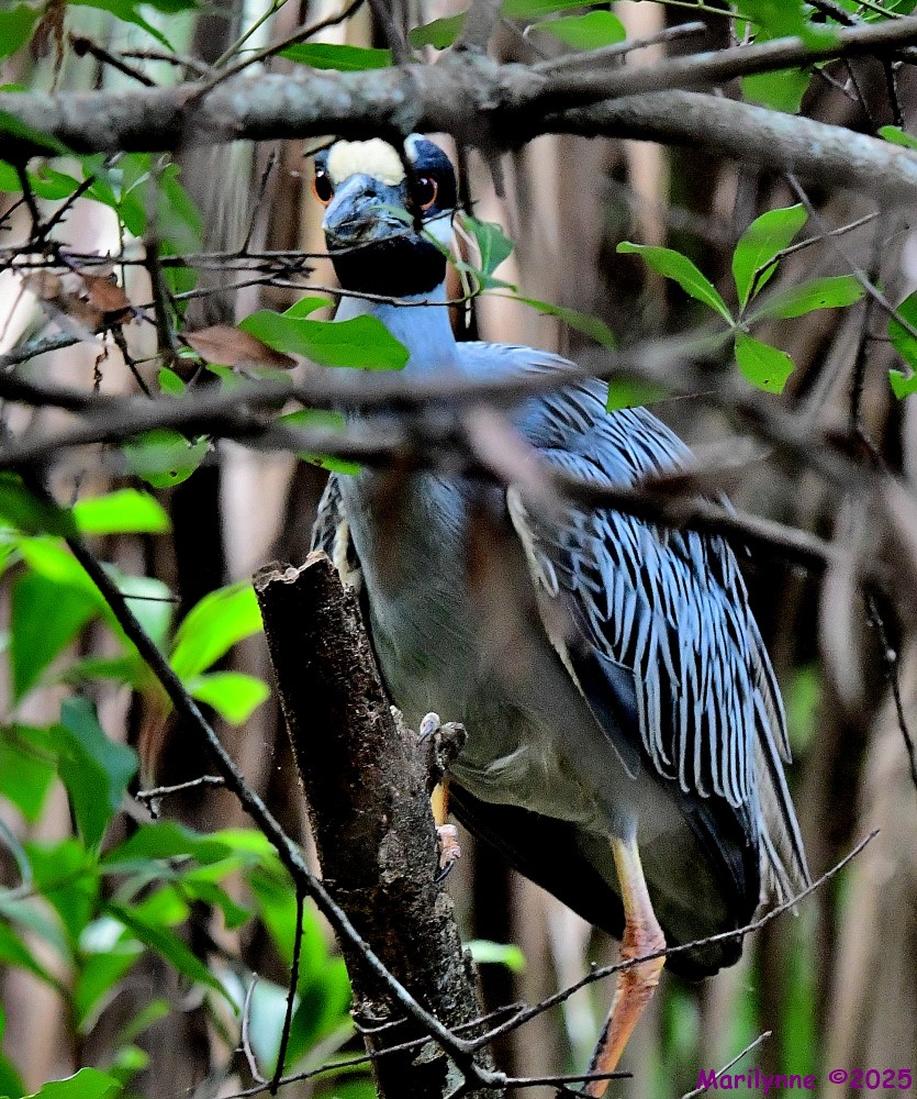 DSC_7993_001.JPG