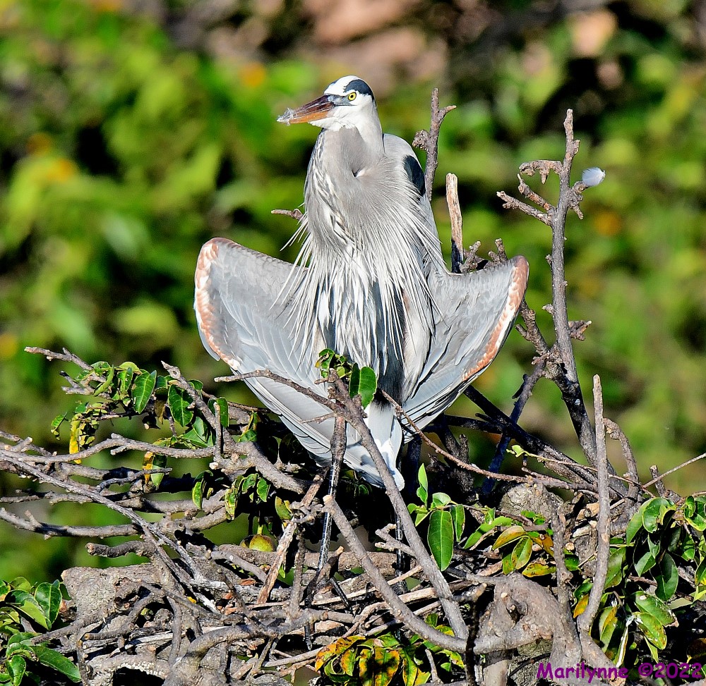 DSC_7994_001.JPG