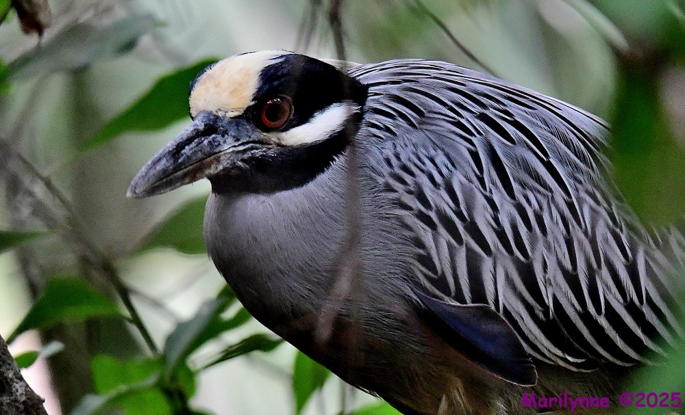 DSC_7994_001.JPG