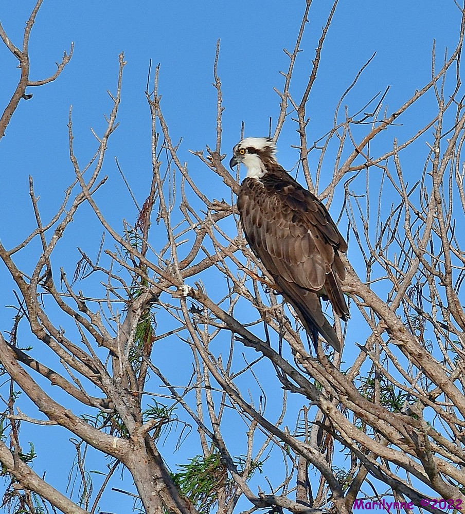 DSC_7996_001.JPG