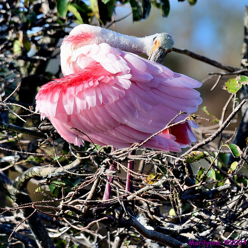 DSC_7997_001.JPG
