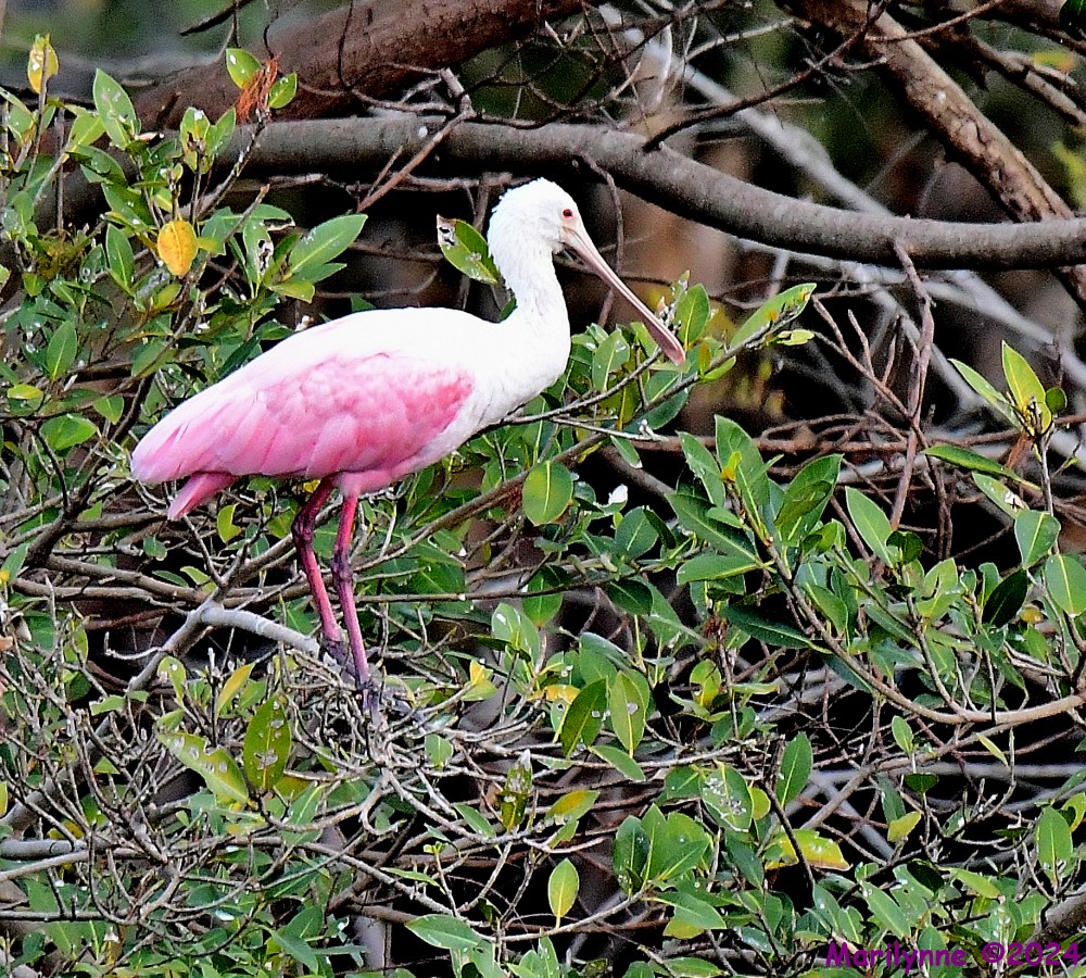 DSC_7998_001.JPG