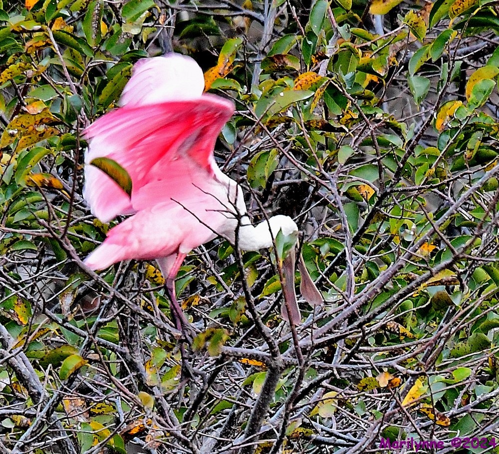 DSC_8000_001.JPG