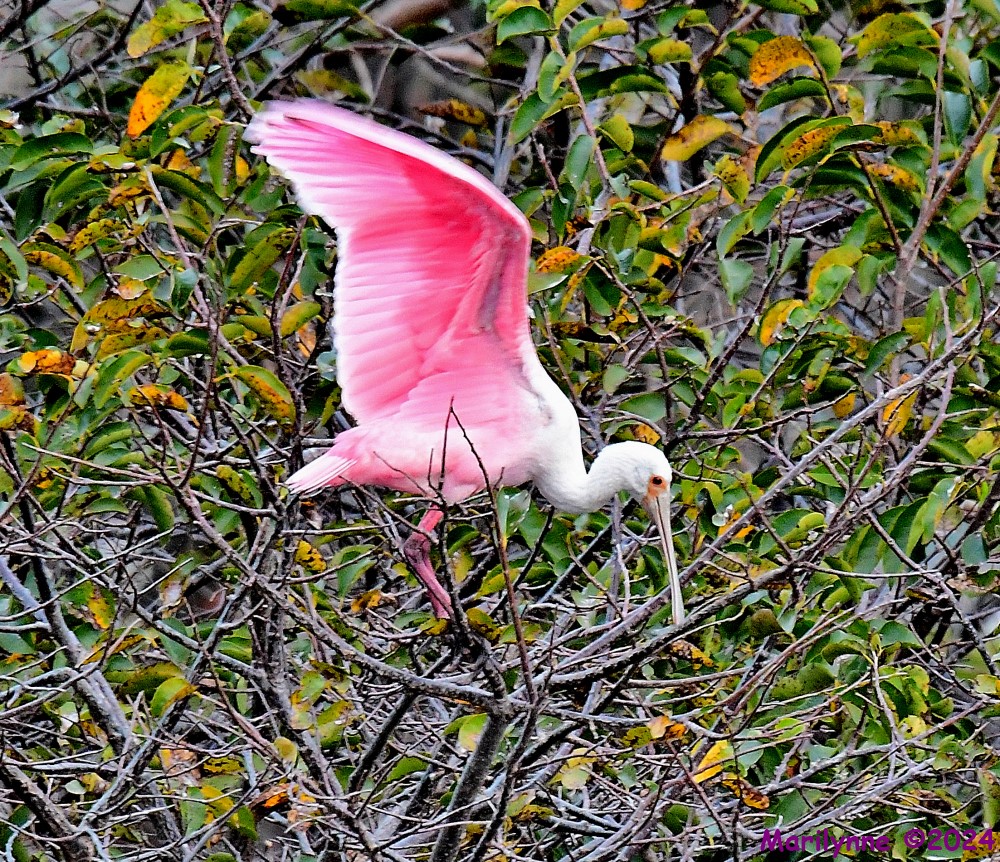 DSC_8003_001.JPG
