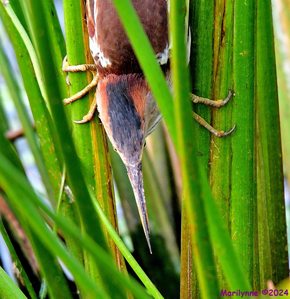 DSC_8003_001.JPG