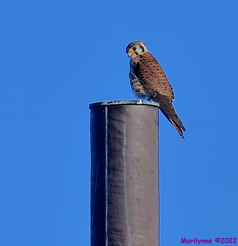 DSC_8005_001.JPG