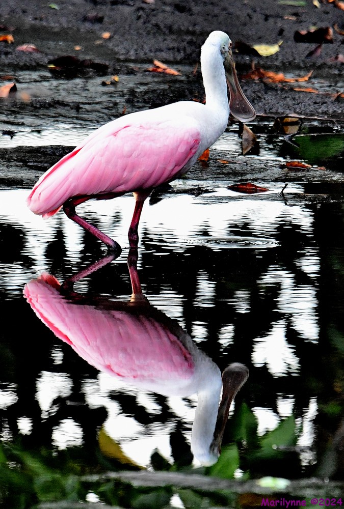 DSC_8005_001.JPG