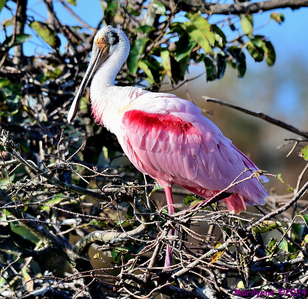 DSC_8005_001.JPG