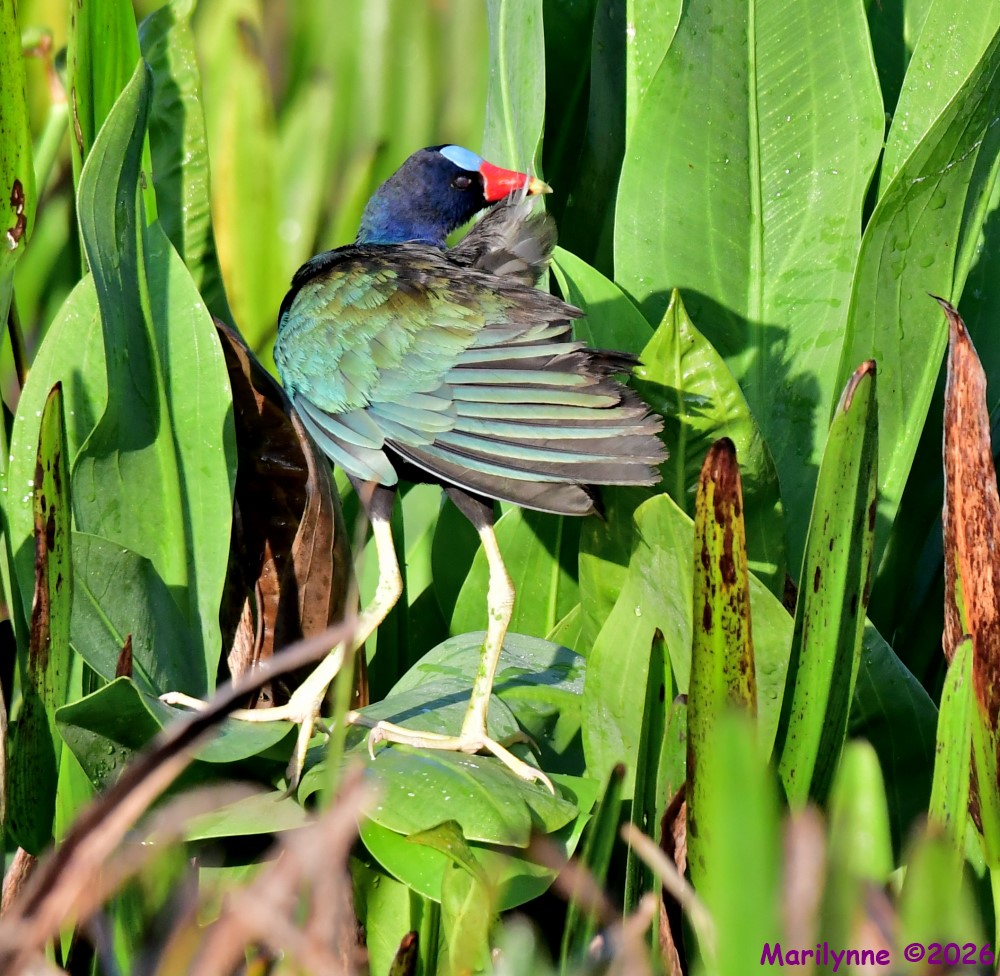 DSC_8005_001.JPG