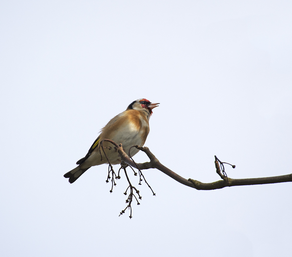 DSC_8007.jpg