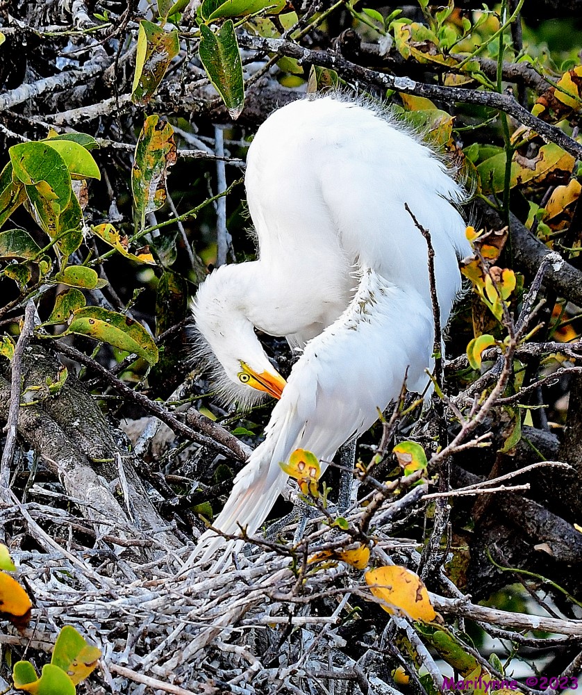 DSC_8007_001.JPG