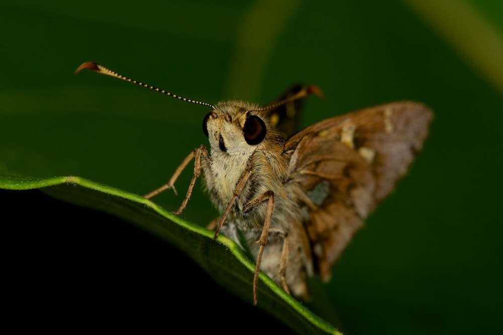 DSC_8010.jpg
