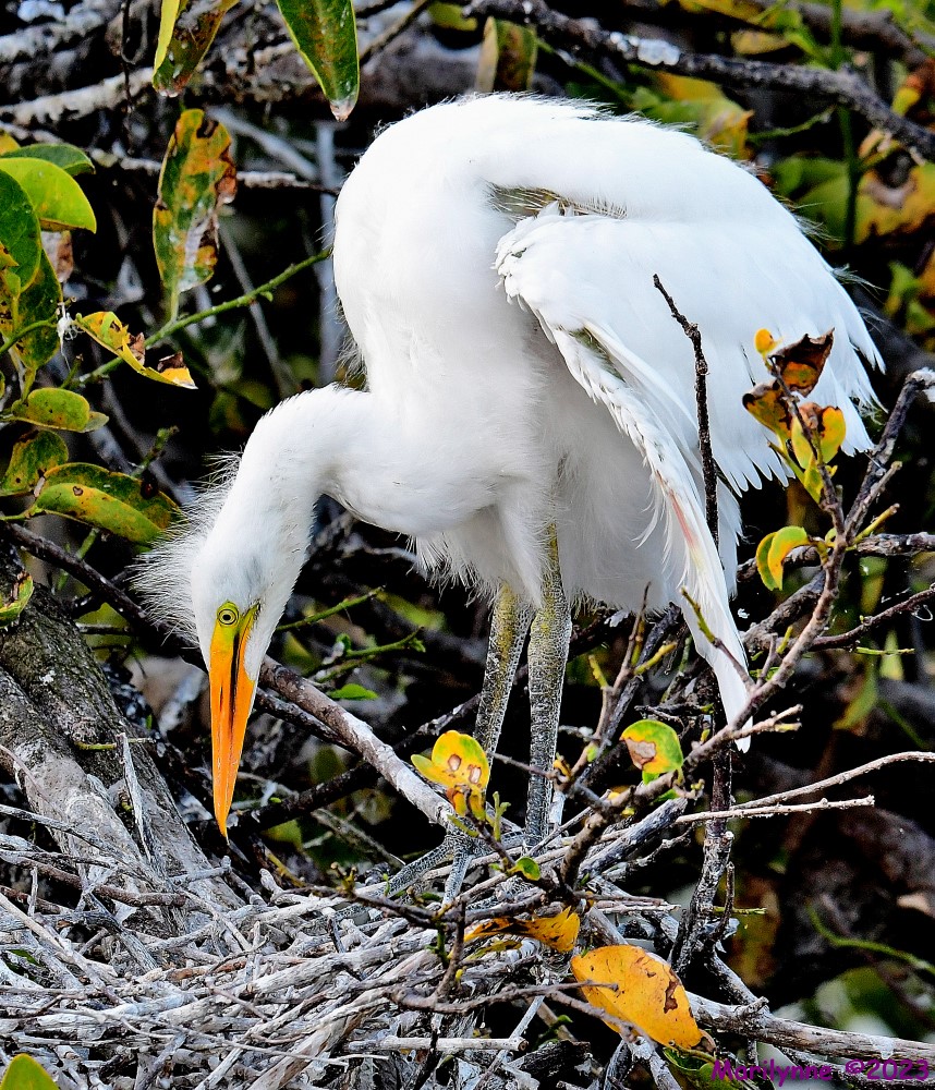 DSC_8011_001.JPG
