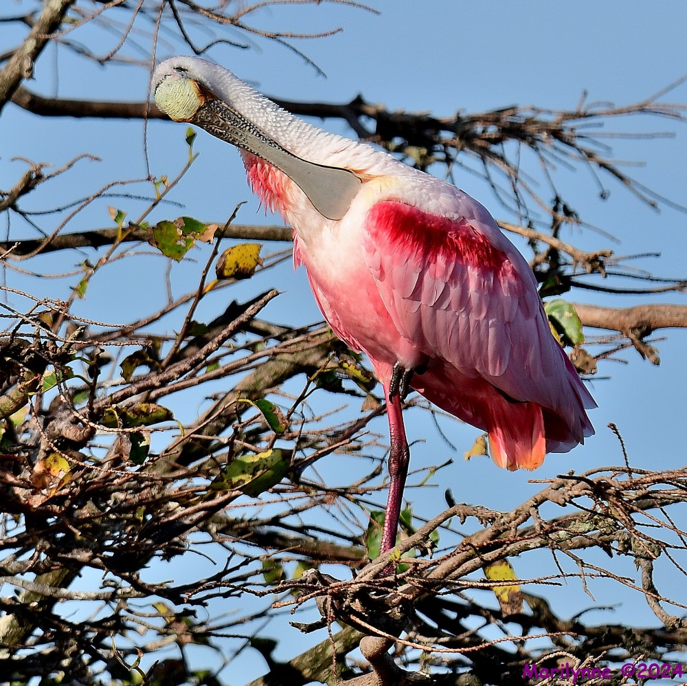 DSC_8011_001.JPG