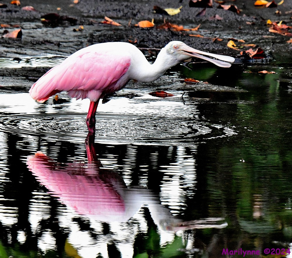 DSC_8012_001.JPG