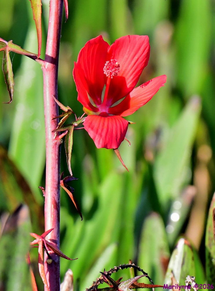 DSC_8012_001.JPG