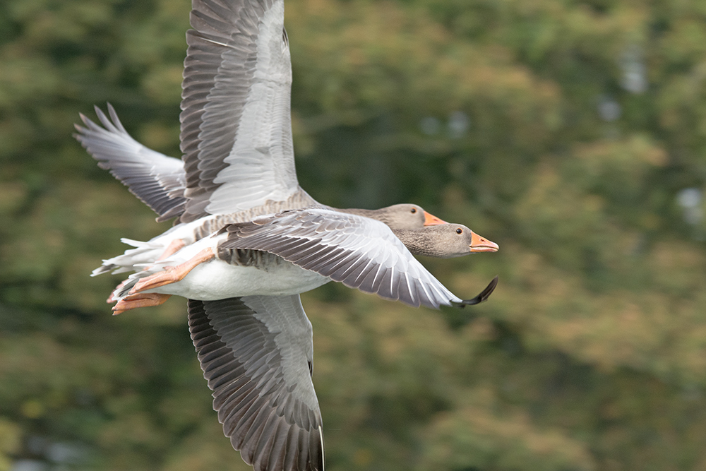 DSC_8013.jpg