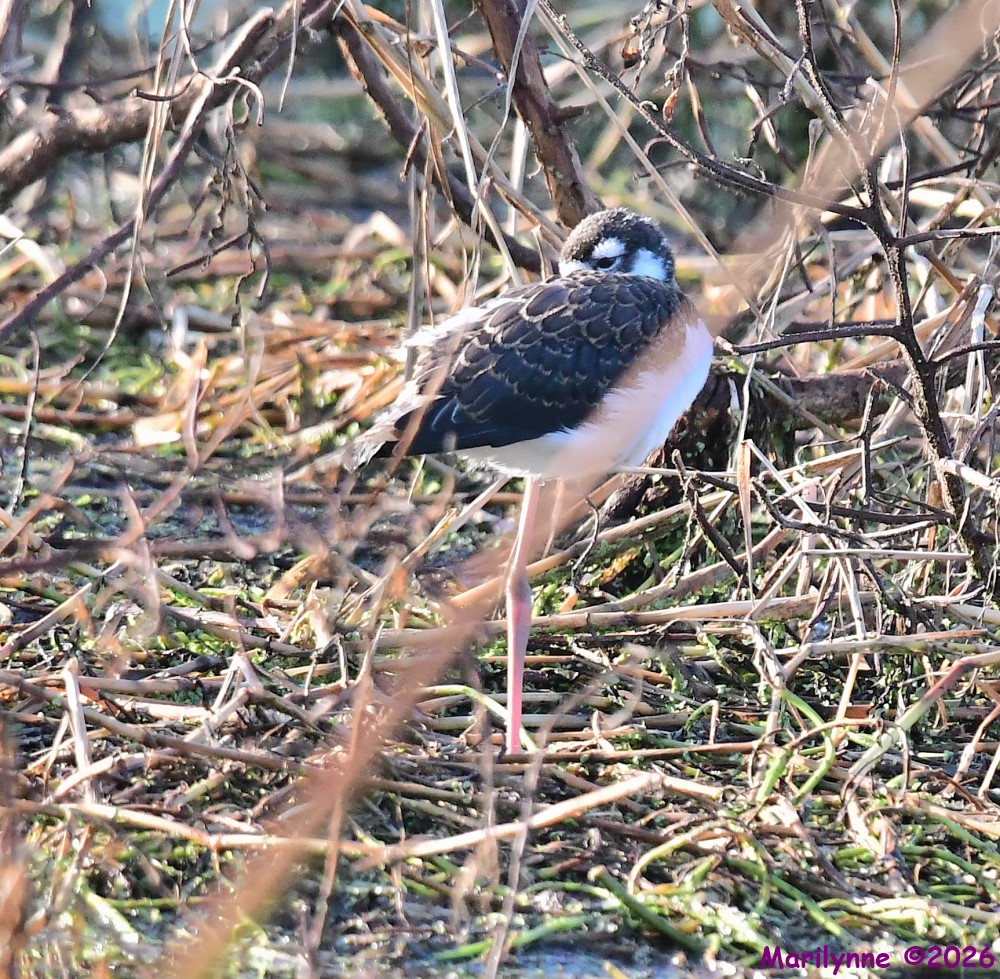 DSC_8013_001.JPG