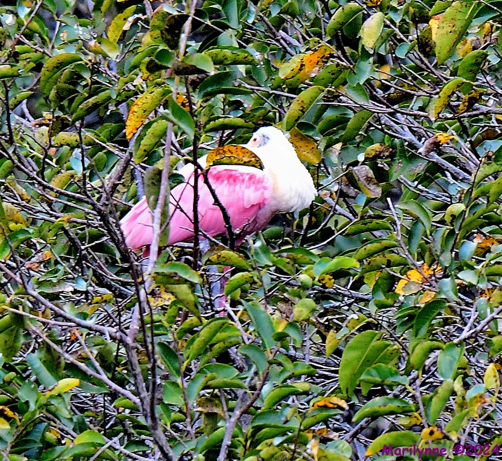 DSC_8014_001.JPG