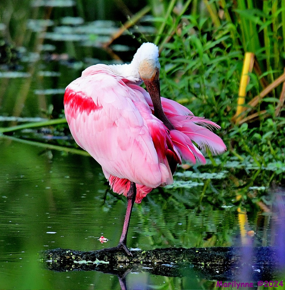 DSC_8014_001.JPG