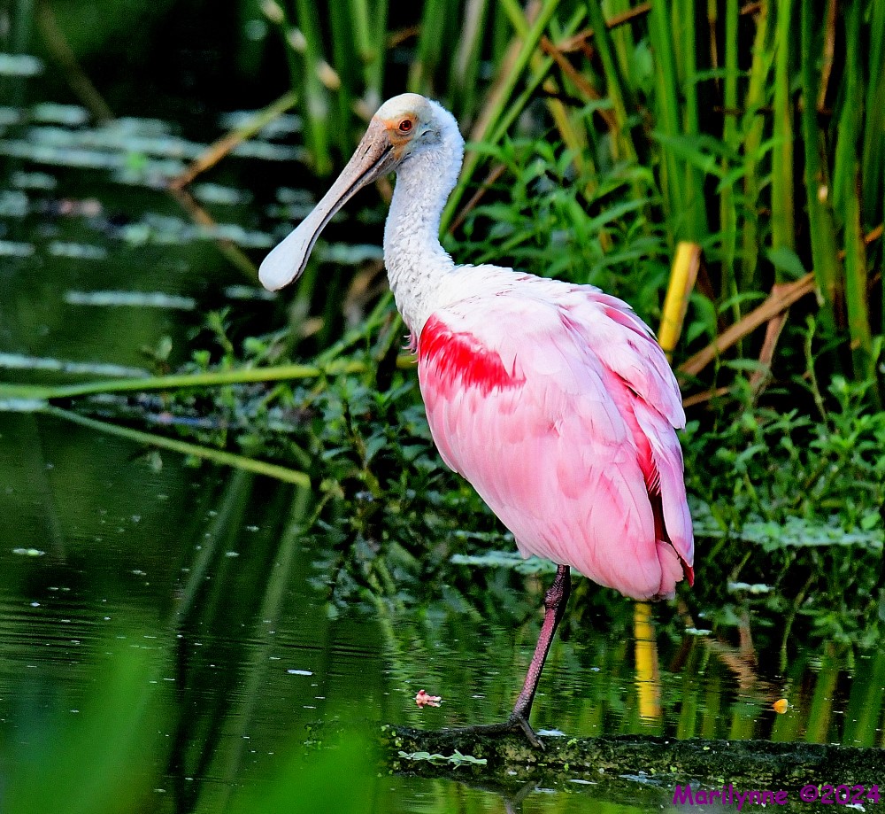 DSC_8018_001.JPG
