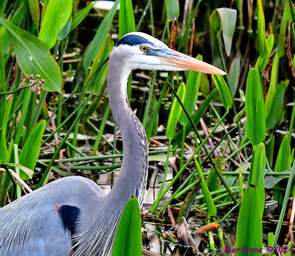 DSC_8020_001.JPG