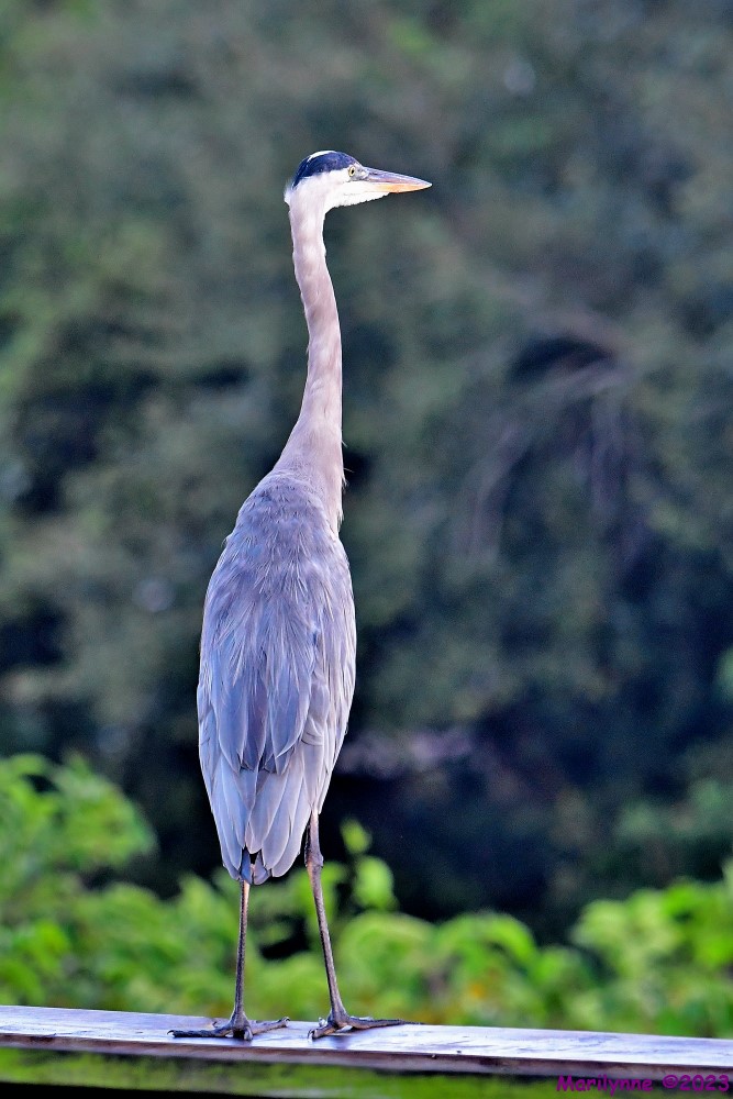 DSC_8021_001.JPG