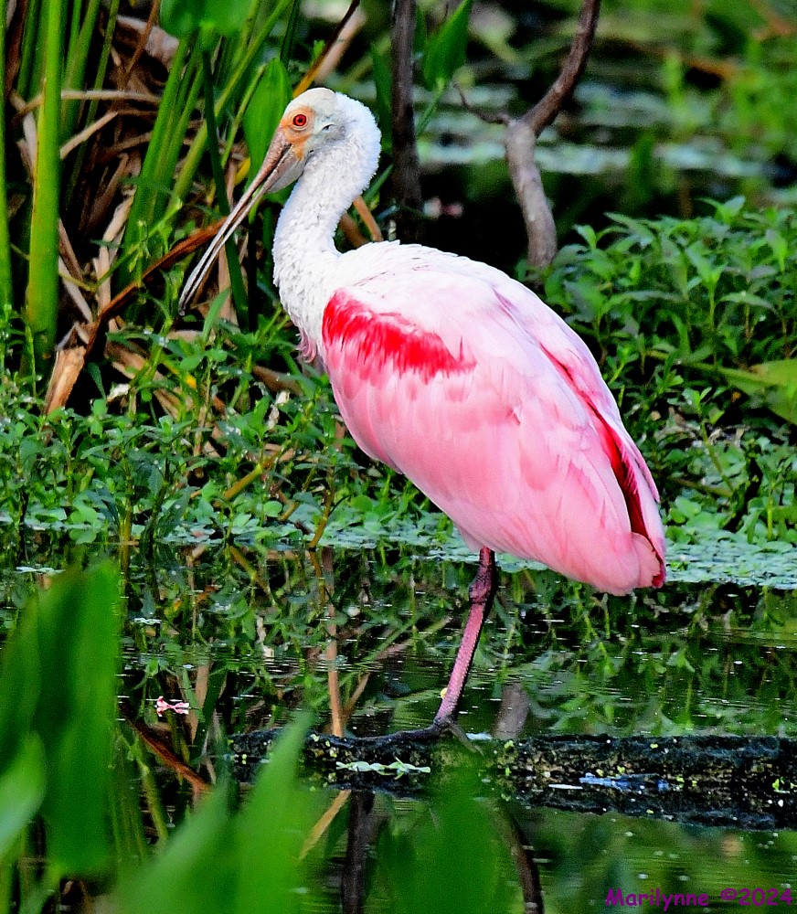 DSC_8023_001.JPG