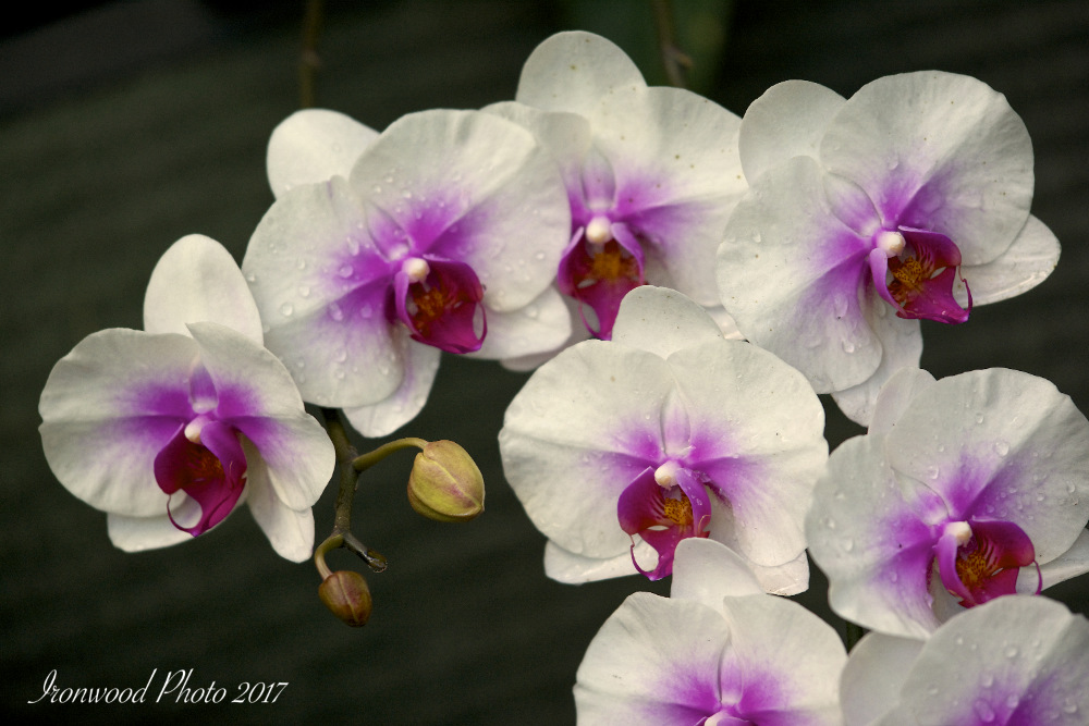DSC_8024.jpg