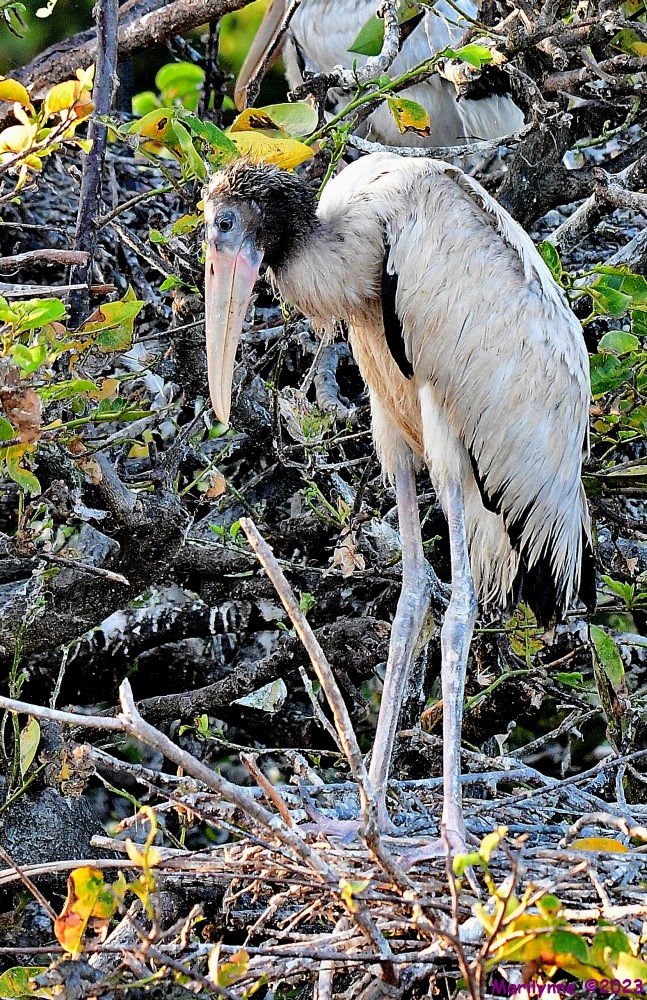 DSC_8025_001.JPG