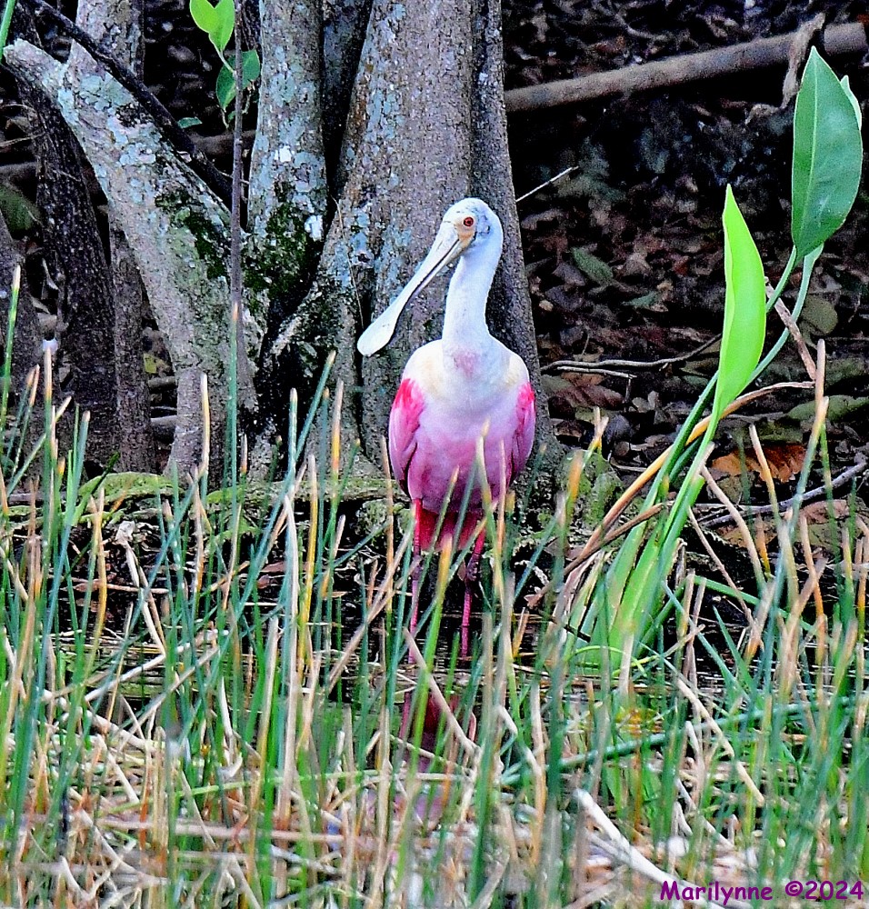 DSC_8027_001.JPG