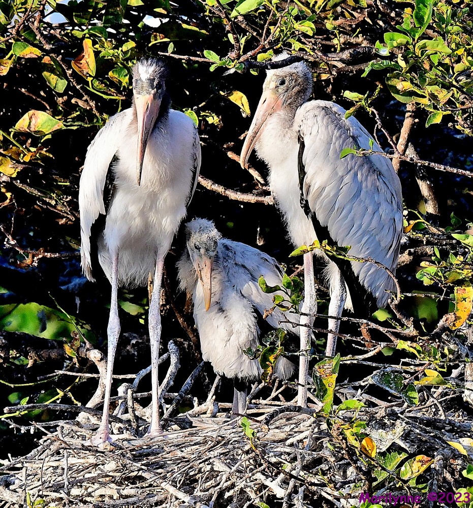 DSC_8028_001.JPG