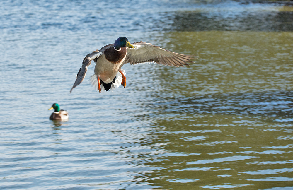 DSC_8031.jpg