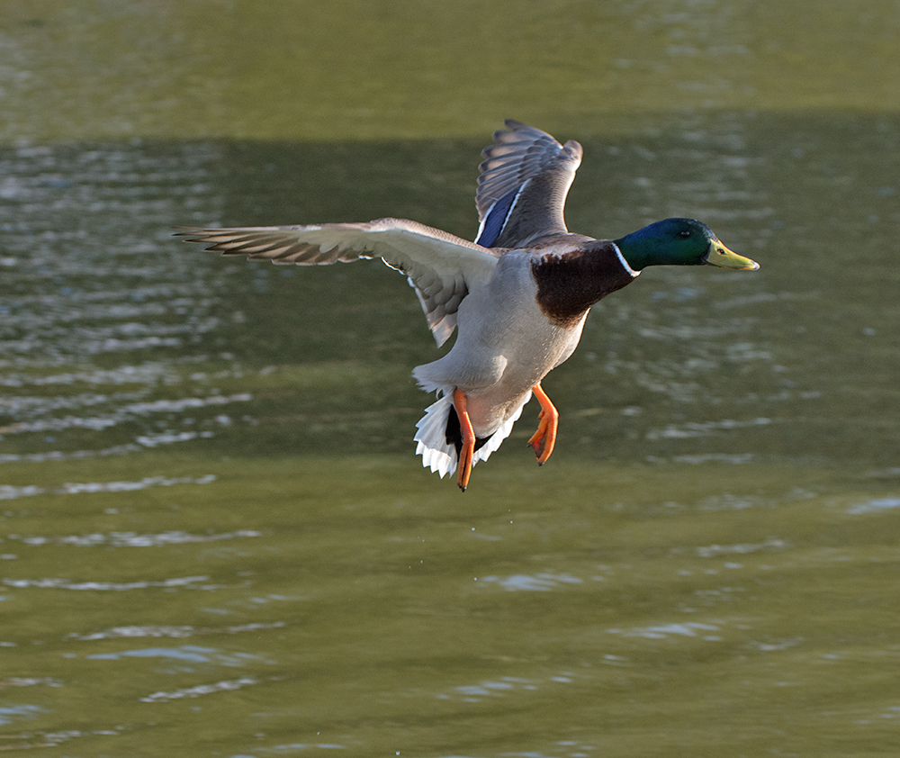 DSC_8032.jpg