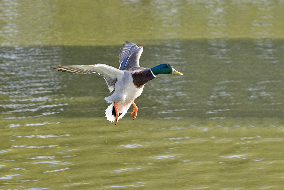 DSC_8032.jpg