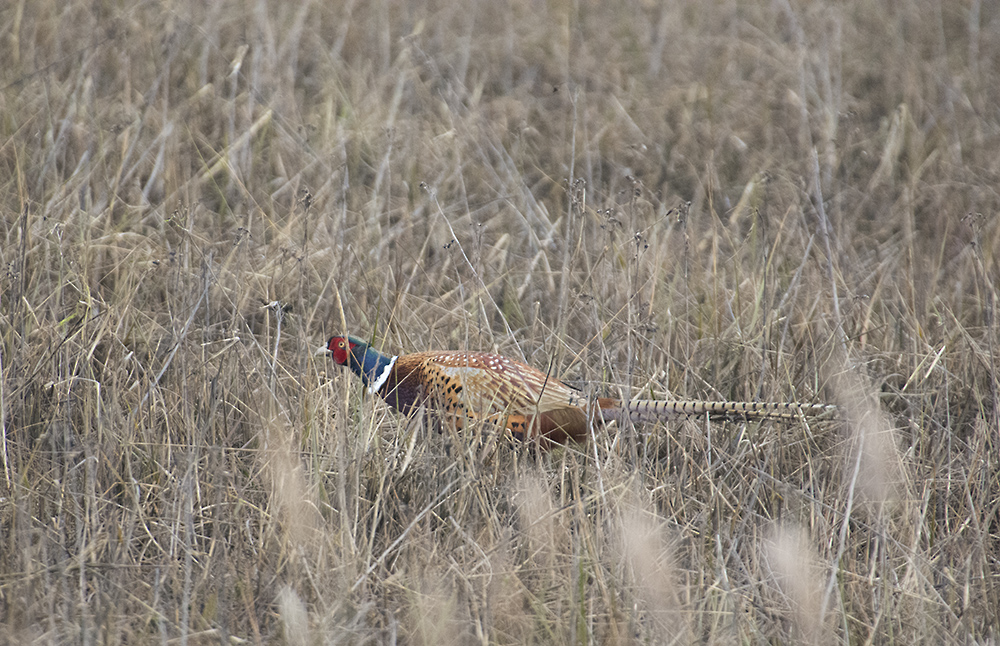 DSC_8032.jpg