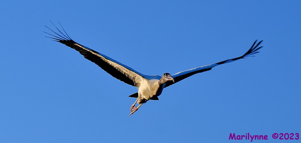 DSC_8032_001.JPG