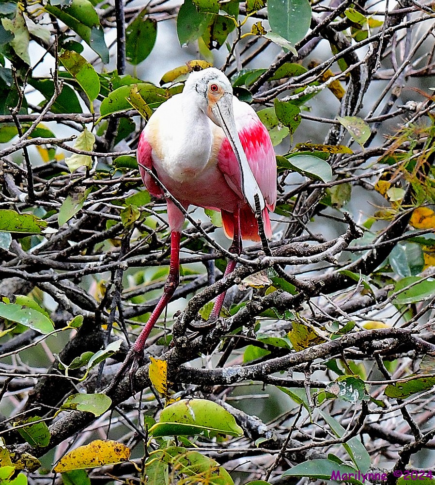 DSC_8034_001.JPG