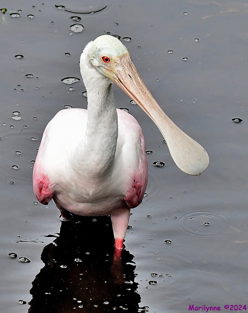 DSC_8034_001.JPG