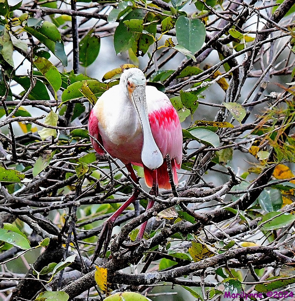 DSC_8036_001.JPG